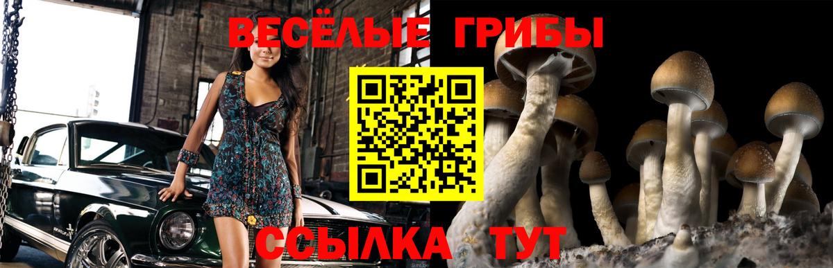 Галлюциногенные грибы Psilocybe Унеча
